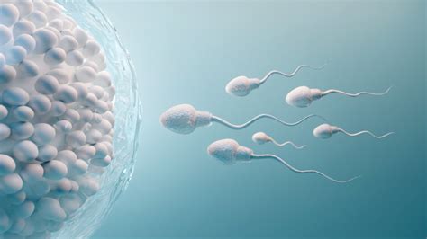 omega 3 for sperm|omega 3 and sperm quality.